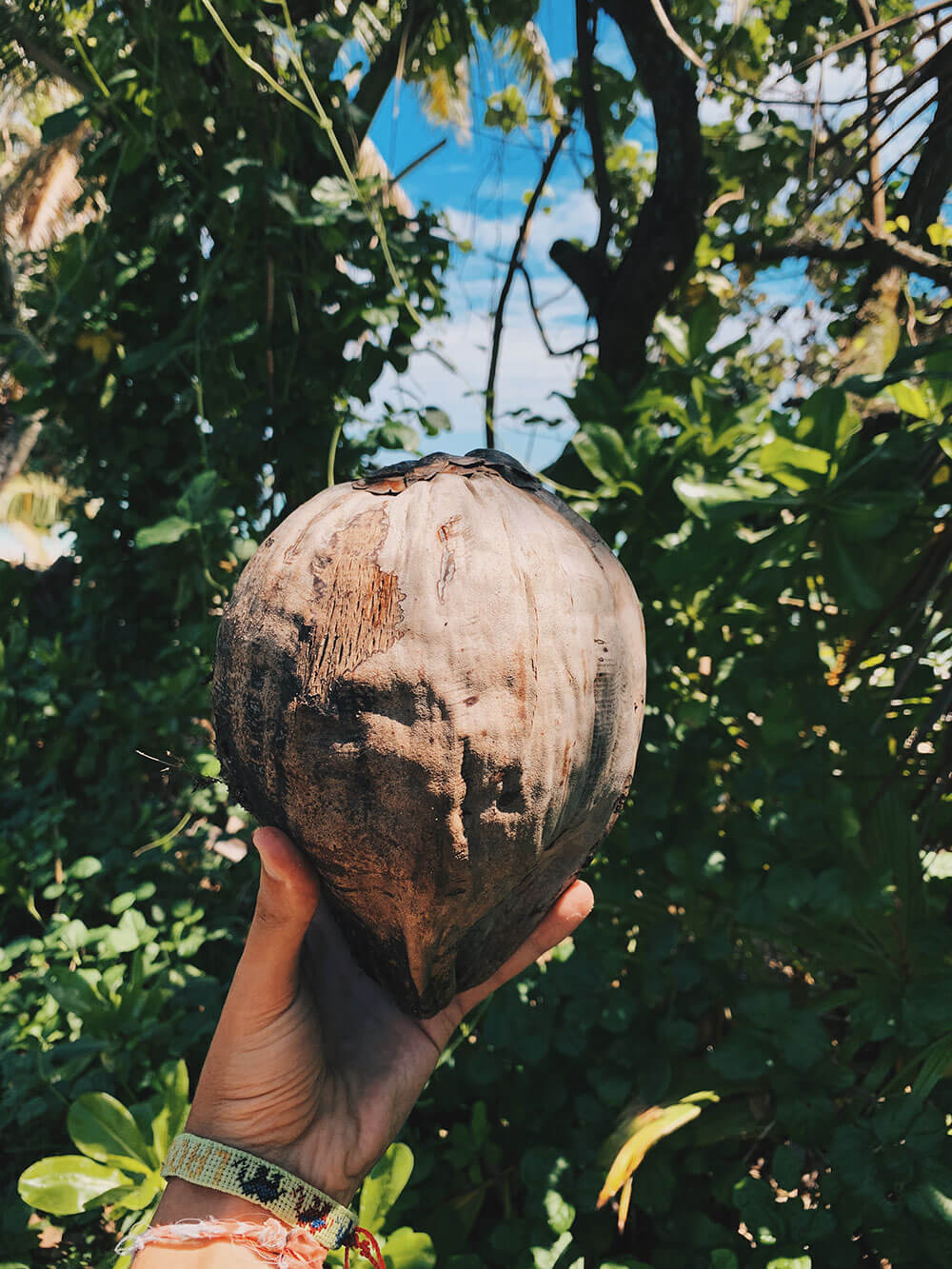 Fresh coconut in Rarotonga, Rarotonga travel guide