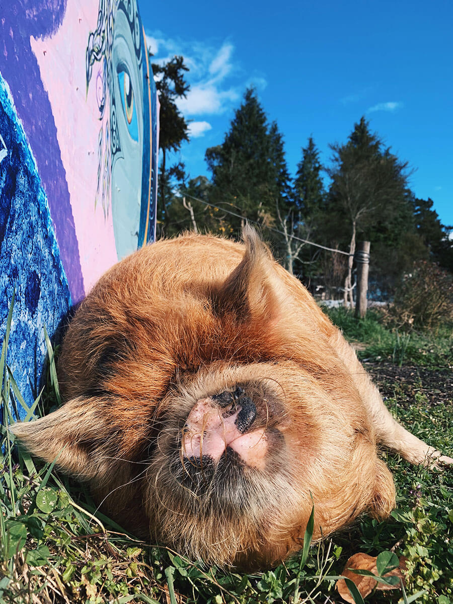 New piggy friend from the self sustainable farm