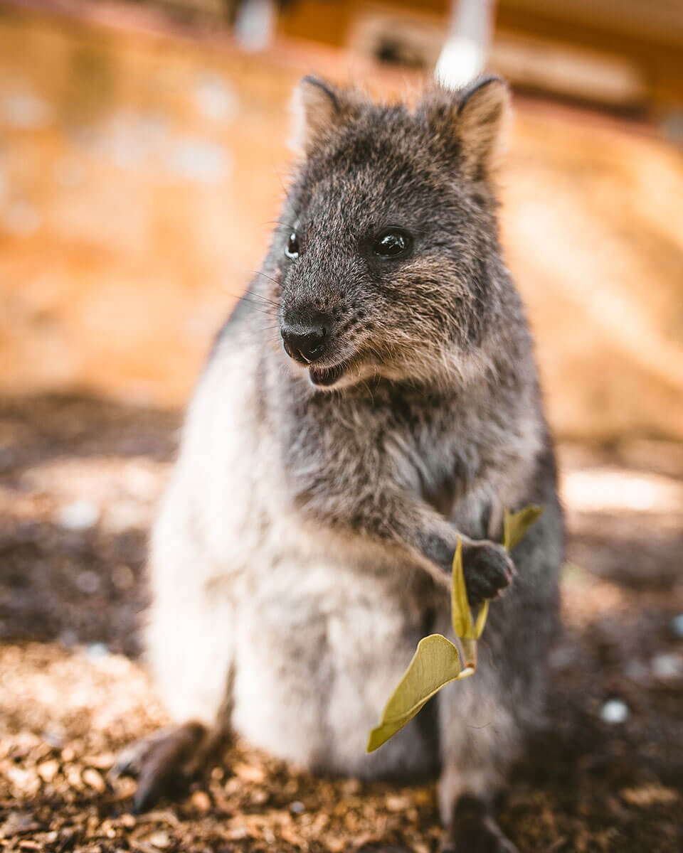 best-things-to-do-in-perth-quokkas-on-rottnest-island